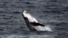 Seekor paus bungkuk (humpback whale) di lepas pantai Clovelly Beach di Sydney, Australia, 19 Juni 2016. (Foto: dok).