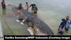 Para relawan memindahkan dan menguburkan bangkai paus sperma yang terdampar di Pulau Kapota, Wakatobi, Sulawesi Tenggara, 20 November 2018. (Foto: Kartika Sumolang/WWF Indonesia)