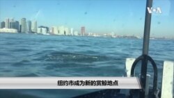 纽约市成为新的赏鲸地点