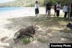 Wisatawan menyaksikan satwa dari dekat di Pulau Komodo. (Foto: Humas Kemenpar)