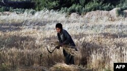 Một bé trai thu hoạch lúa mỳ ở trang trại của cha mình bên ngoài Kabul, Afghanistan, 9/6/2011