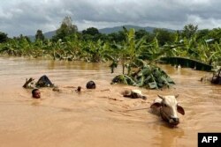 Dua pria menuntun ternak melewati banjir bandang di Desa Sin Thay di Pyinmana, wilayah Naypyidaw, Myanmar, pada 13 September 2024. (Foto: AFP)