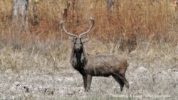 An Eld's deer. (World Wildlife Fund)