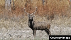 ប្រភេទសត្វក្រចកចំពាមនៅដែនជម្រកសត្វព្រៃស្រែពកនិងភ្នំព្រិច ខេត្តមណ្ឌលគិរី។ (មូលនិធិសត្វព្រៃពិភពលោក WWF)