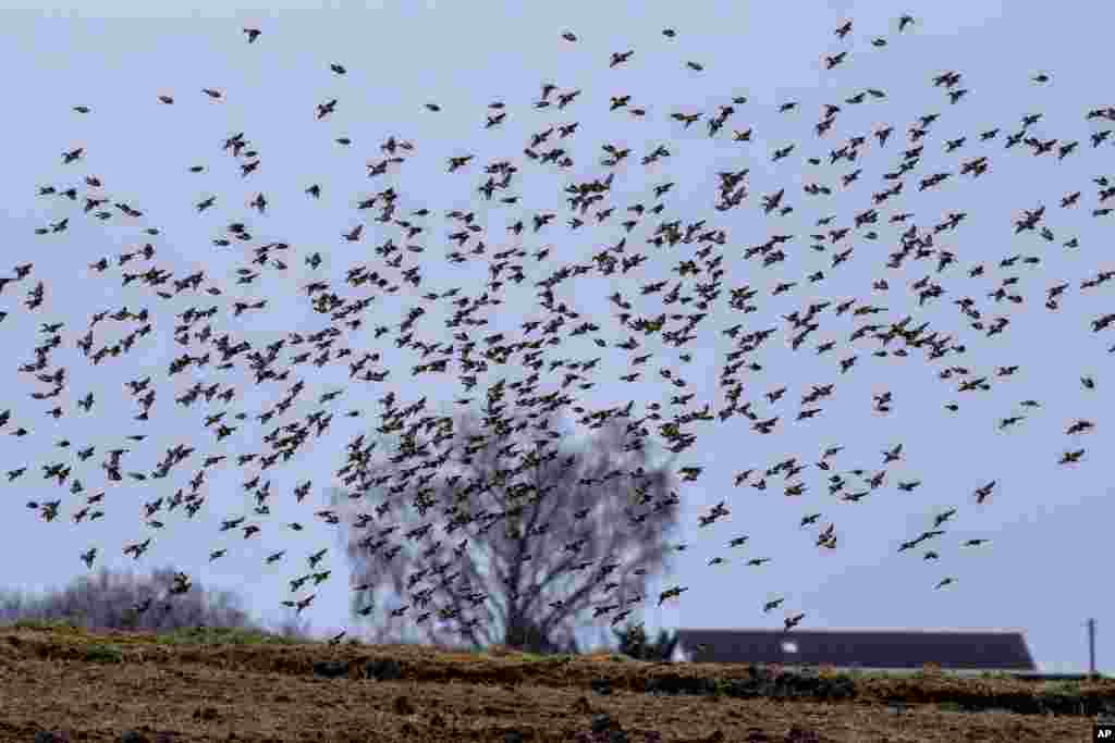 د جرمني په فرانګفورټ کې یوه کرونده چې مارغان یې په سر تاوېږي