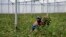 FILE - Farm worker Josephine Nyangaresi cuts roses to be thrown away at Maridadi Flowers farm in Naivasha, Kenya, March 19, 2020. With lockdowns and border restrictions around the world because of the coronavirus, the flower industry has slumped. 