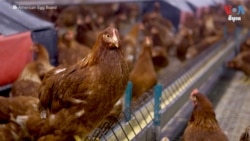 ជំងឺ​ផ្តាសាយ​បក្សី​ធ្វើ​ឱ្យ​ស៊ុត​ឡើង​ថ្លៃ និង​ធ្វើឱ្យ​អ្នក​លក់​រាយ​នៅ​អាមេរិក​និង​អតិថិជន​បារម្ភ