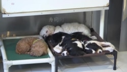 狗年切忌一时冲动养狗