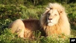 南非东开普地区的彭巴猎园的一头雄狮