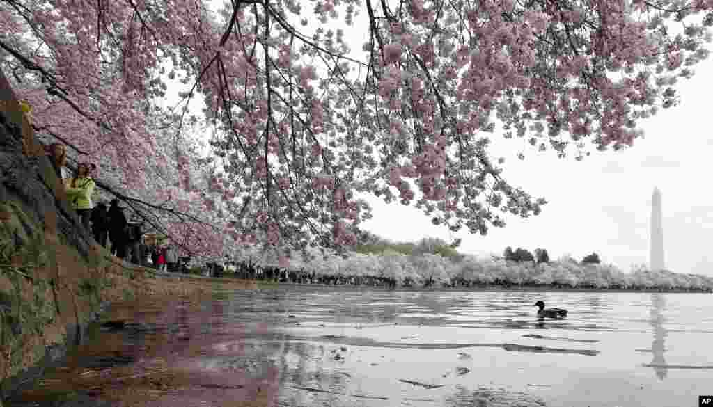 2018年4月6日,在华盛顿盛开的樱花下,一只鸭子在潮汐湖游泳,春江水暖鸭先知。巍峨的华盛顿纪念碑在望。根据国家公园管理局的说法,4月6日樱花达到鼎盛时刻,并且将持续几天。