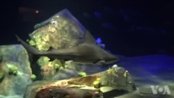 鲨鱼重回纽约水族馆