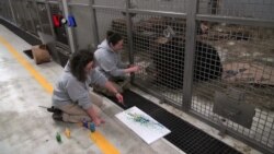 Karya Seni Satwa Kebun Binatang DC