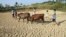 FILE - Children herding cattle walk through a dried pond in the summer heat as they search for drinking water in Shaoyang county, Hunan province, Aug. 1, 2013.