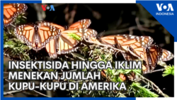 Insektisida hingga Iklim Menekan Jumlah Kupu-Kupu di Amerika