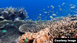 Sekelompok ikan berenang di kawasan Great Barrier Reef. (Foto: Tim Gordon, University of Exeter).