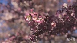 2018年华盛顿樱花季