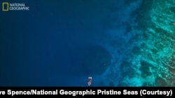 In photos: World’s largest coral discovered in Solomon Islands
