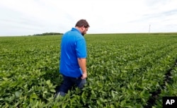 FILE - farmer Michael Petefish walks through his soybeans at his farm near Claremont in southern Minnesota.