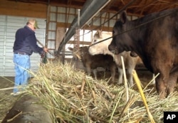 Mike Poling, 58, tends to cows at his farm in Delphos, Ohio, April 21, 2016.