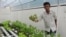 Mann Sophal says hydroponic farming is easier than traditional farming, but it does require some know-how about the equipment and the water.