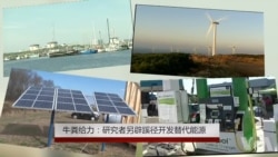 牛粪给力：研究者另辟蹊径开发替代能源