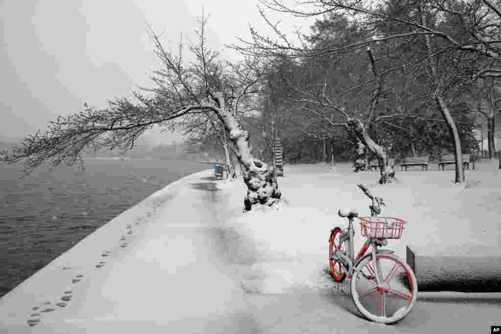 2018年3月21日,在春季第二天,三月飞雪,白雪落在华盛顿潮汐湖畔的樱花树上。春寒和降雪推迟了樱花季节的到来。