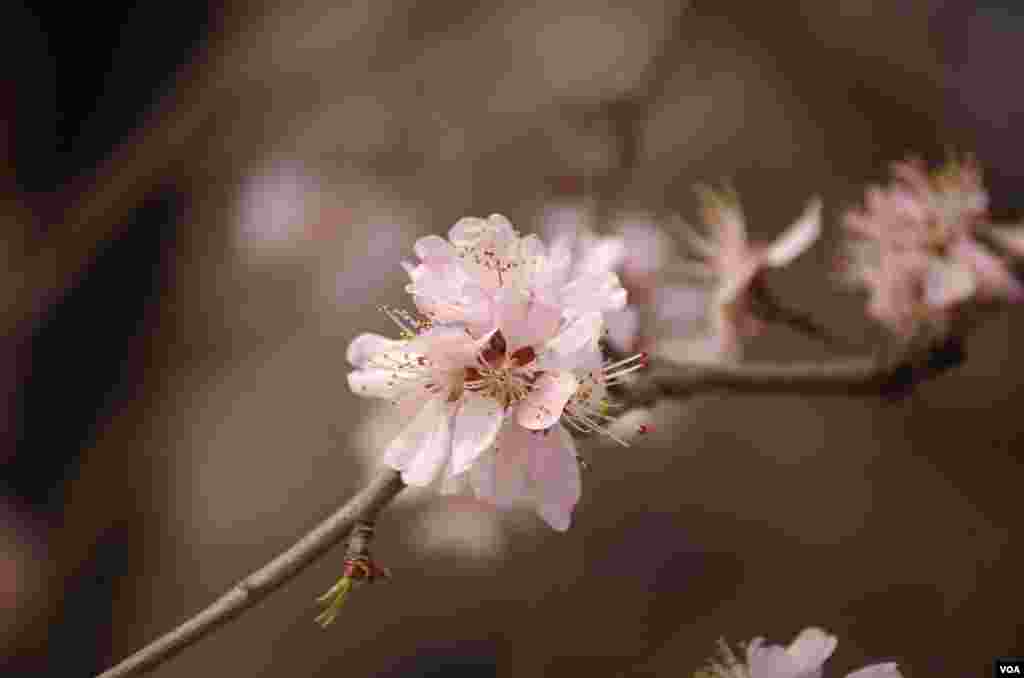 玉渊潭中盛放的樱花 (曾谙 摄于2016年3月21日)