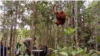 Lagi, Orangutan Tapanuli Dilepasliarkan ke Habitatnya
