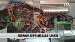 美国史密森尼博物馆推出远古化石展览