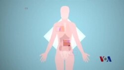 关于脂肪的新发现可能导致治疗癌症新法