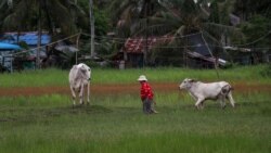 Farmer’s rice field in Kampot city which was flooded last year with saltwater, October 2, 2021. (Sun Narin/VOA Khmer)