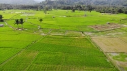 Areal persawahan di desa Pandiri, Kecamatan Lage, Kabupaten Poso, Sulawesi Tengah. Dokumentasi Sabtu (5 Januari 2019) Foto : Yoanes Litha