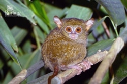Tarsius Pulau Peling (Tarsius Tarsius pelingenses), primata nokturnal yang bisa memutar kepalanya 180 derajat. (Foto: Riza Marlon/Burung Indonesia)