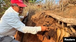 The volunteer farmer Bernardino Blas works to relocate and save wild bee hives, protecting them from the lack of flowering caused by drought and attacks by people who consider them aggressive, in Santa Ana Zegache, Mexico April 30, 2024.