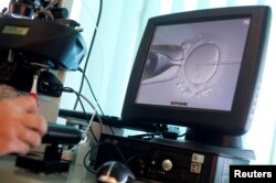 Dokter Katarzyna Koziol menyuntikkan sperma langsung ke sel telur selama prosedur fertilisasi in-vitro (IVF) yang disebut Intracytoplasmic Sperm Injection (ICSI) di klinik Novum. (Foto: Reuters)