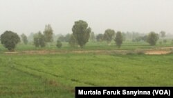 KEBBI: Shinkafa da sarafata