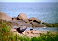 Burung maleo di Tanjung Binerean, Sulawesi Utara. (Iwan Hunowu/Wildlife Conservation Society)