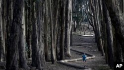 Tim Green, dari Sidney, Australia, berlari di sekitar "Wood Line" karya seniman Andy Goldsworthy di sepanjang hutan kayu putih di The Presidio, San Francisco, 7 Januari 2014. (Foto AP / Marcio Jose Sanchez)