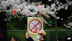 Para pejalan kaki mengenakan masker di tengah pandemi COVID-19, saat berjalan di bawah pohon bunga sakura di Tokyo, Jumat, 26 Maret 2021. (Foto AP / Eugene Hoshiko)
