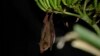 Arizona adds endangered bat to list of night-flying creatures that frequent the state
