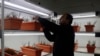 A scientist conducts an experiment related to corm production inside under controlled conditions at Advanced Research Station for Saffron and Seed Spices in Pampore, on the Indian side of Kashmir. (Wasim Nabi for VOA)