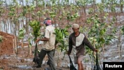 Penanaman mangrove di sepanjang Teluk Jakarta, 21 November 2009. (REUTERS/Supri)
