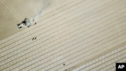 Para pekerja berjalan di sebelah traktor saat penanaman ladang kapas, dalam tur yang diselenggarakan pemerintah untuk wartawan asing, dekat Urumqi di Daerah Otonomi Uyghur Xinjiang, China barat, Rabu, 21 April 2021. (AP/Mark Schiefelbein)