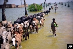 Korban banjir akibat hujan monsun berjalan dengan ternaknya setelah rumahnya terendam banjir di Sehwan, Provinsi Sindh, Pakistan, Jumat, 9 September 2022. (Foto: AP)