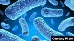 多重耐药结核菌 (图片来源：美国疾病控制和预防中心)