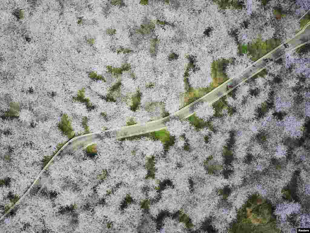 2017年3月27日,中国贵州省贵安新区,换个角度看樱花,从上空鸟瞰,一览众樱小,一条小路穿越樱树林。