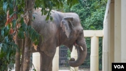 Kaavan at the Kulen Prum Tep Wildlife Sanctuary in Oddar Meanchey province, Cambodia, December 1, 2020. (Khan Sokummono/VOA Khmer)