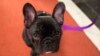 Pua, a 5-month old French bulldog, poses for photographers during a news conference at the American Kennel Club headquarter, March 28, 2018, in New York.