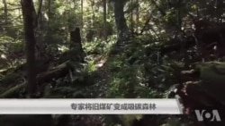 专家将旧煤矿变成吸碳森林