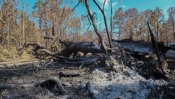 ដើមឈើដ៏ធំមួយដើមបានដួលរលំដោយភ្លើងឆេះ នៅក្នុងដែនជម្រកសត្វព្រៃស្រែពក ស្រុកកោះញែក ខេត្តមណ្ឌលគិរី កាលពីថ្ងៃទី១៧ មករា ឆ្នាំ២០២១។ (ទុំ ម្លិះ/វីអូអេ)